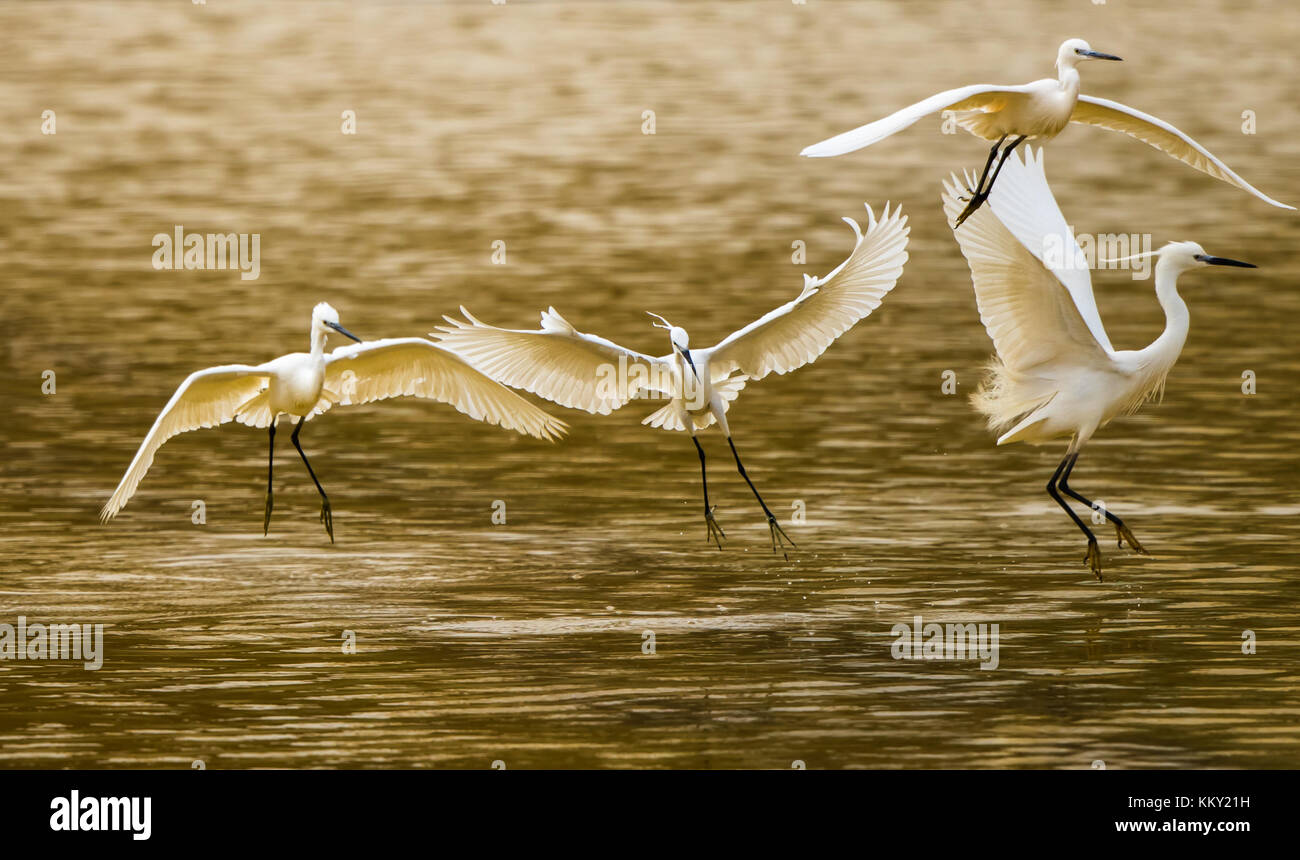 Egrets in flight decending over a pond Stock Photo