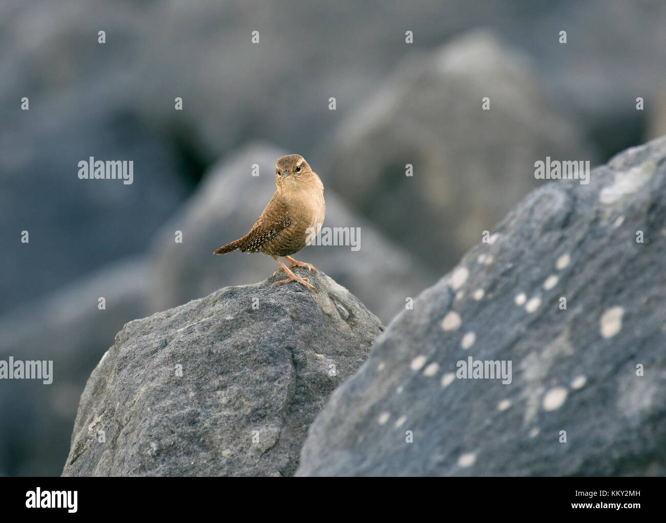 Wren, Troglodytes troglodytes, perched on rock, looking alert on the edge of Morecambe Bay, UK Stock Photo