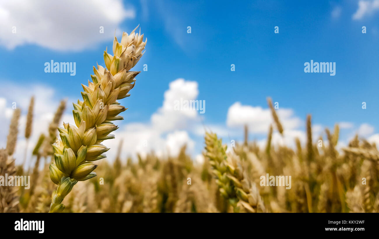 Wheat field in summer Stock Photo