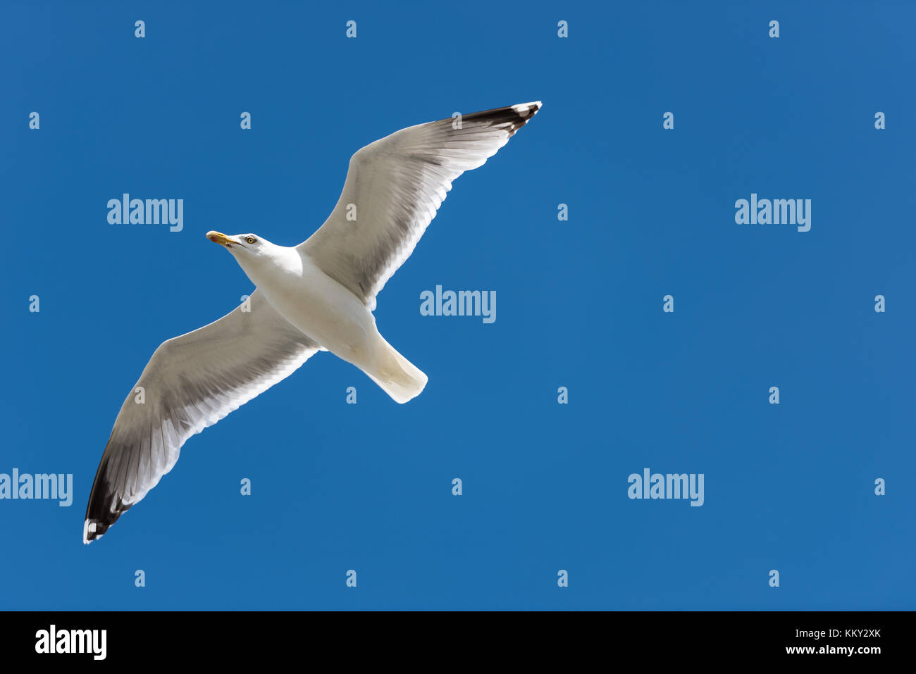 Sea Gull on the blue sky looking at you Stock Photo