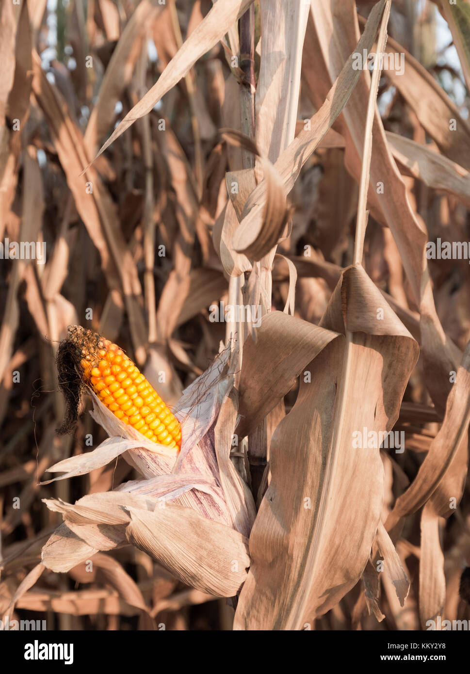 A ripe corncob on the plant Stock Photo