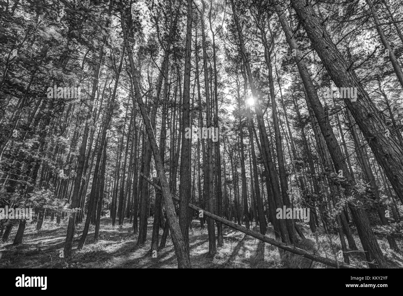 pine forest - sun breaking through Stock Photo
