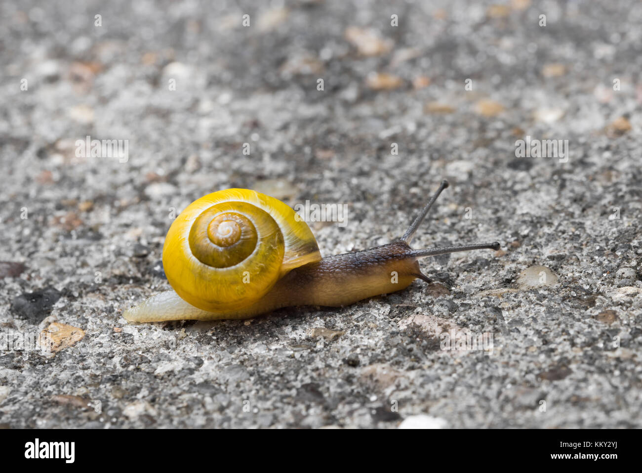 White-lipped snail crossing the street Stock Photo