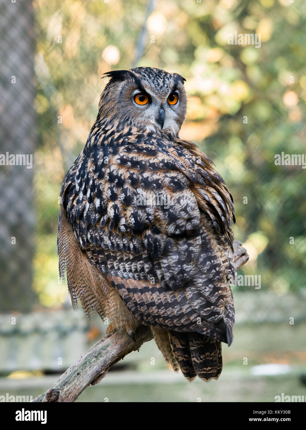 Eagle Owl - Bubo bubo Stock Photo