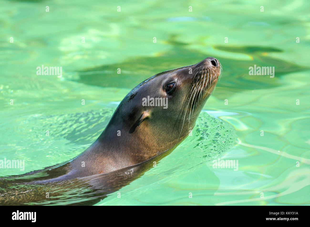 Seal in the water Stock Photo