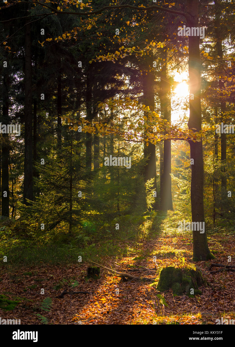 The low warm autumn sun shines through the deciduous forest Stock Photo