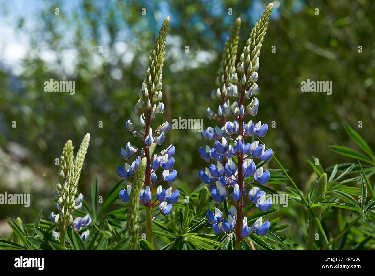 Spring in Patagonia. Lupins flowering alongside the Carretera Austral in southern Chile. Stock Photo