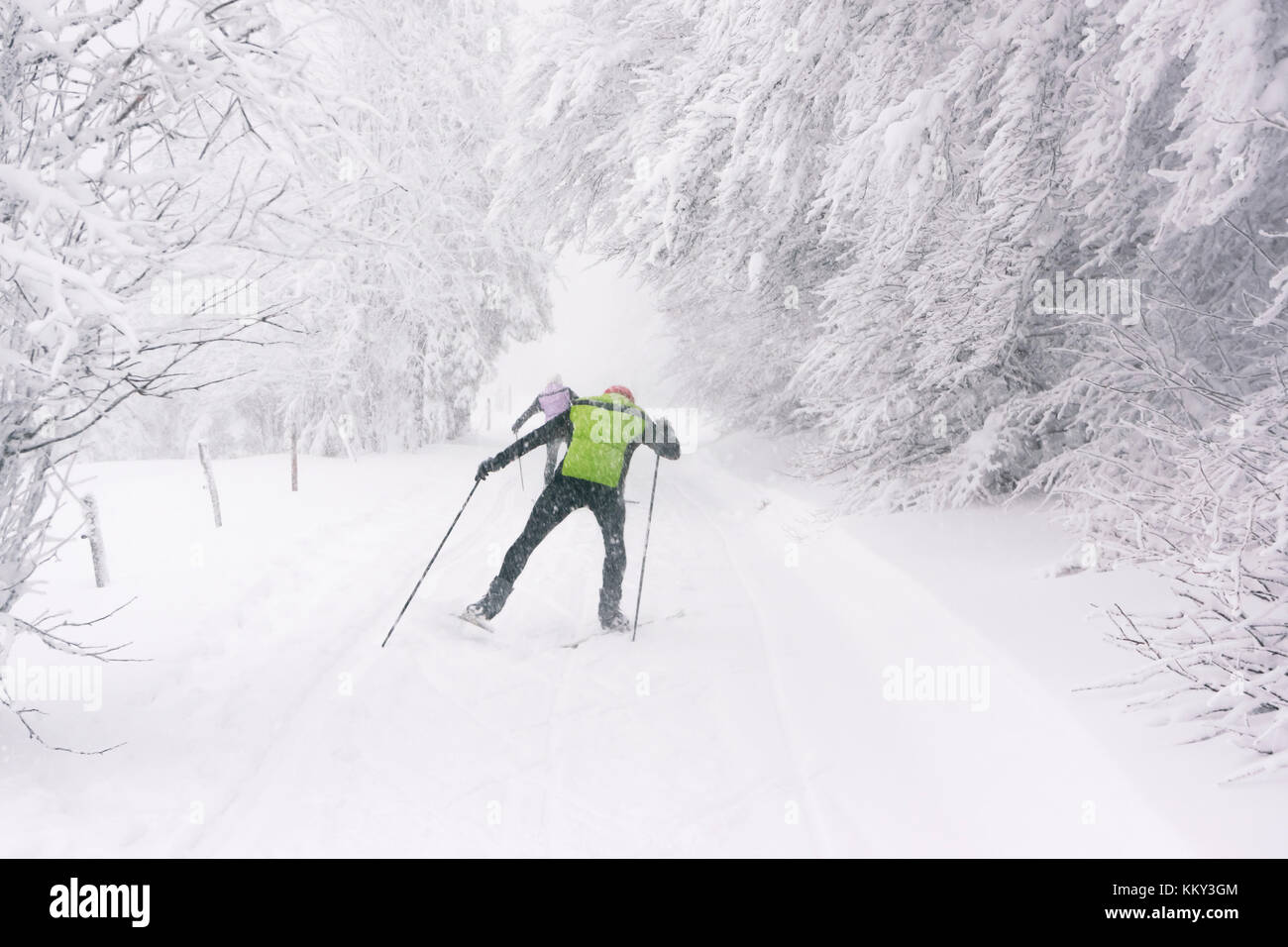 Cross country skiers practicing in a mountain forest while it's snowing heavily, Vosges mountains in winter, France. Stock Photo