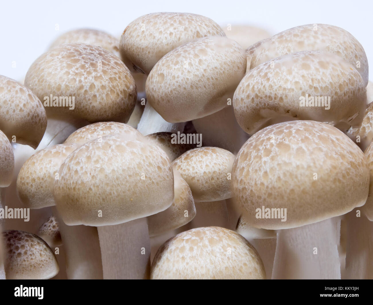 Closeup of Shimeji mushroom Stock Photo Alamy