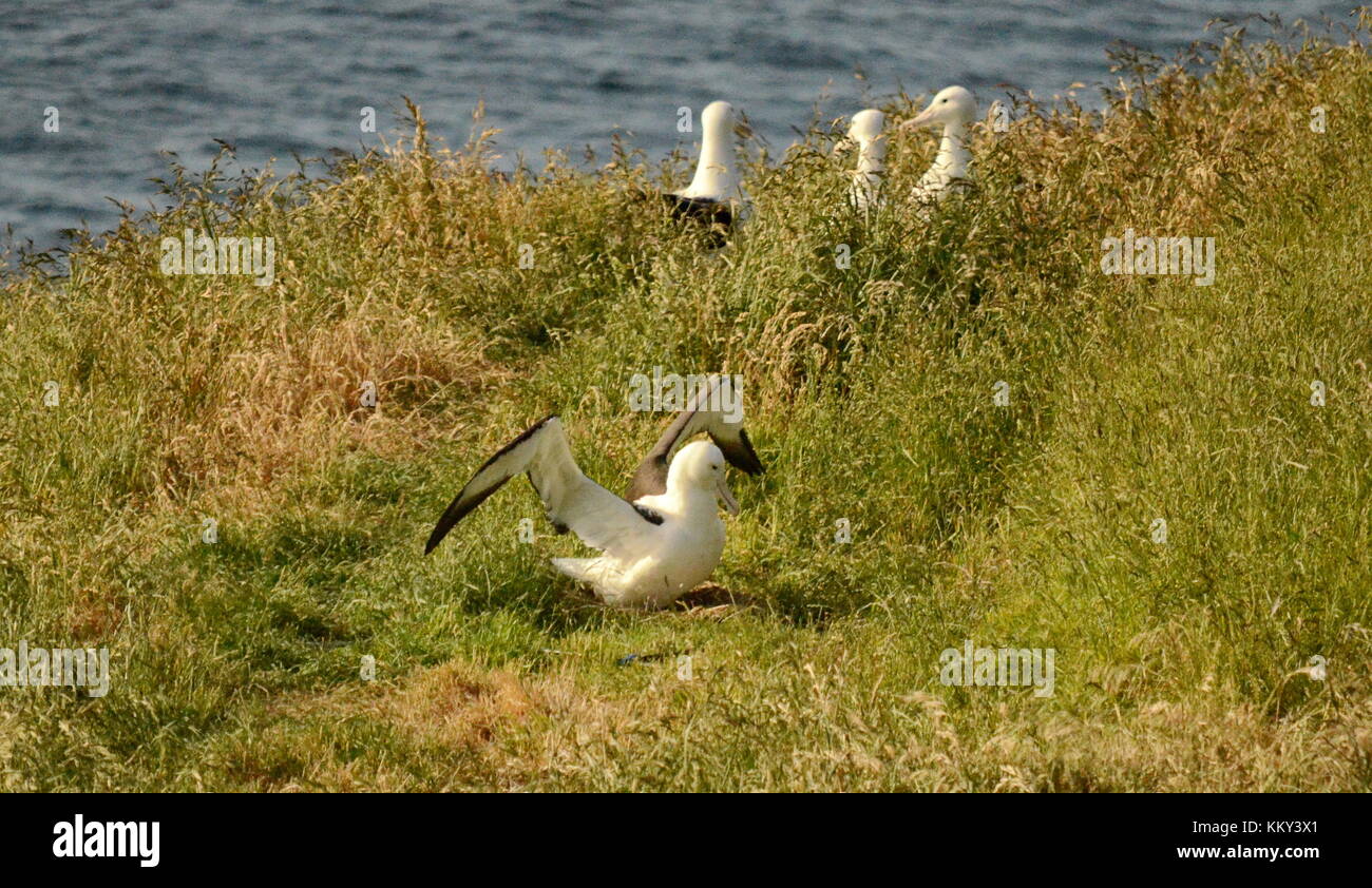 Royal Albatross on their nests near Dunedin, South Island, New Zealand. Stock Photo
