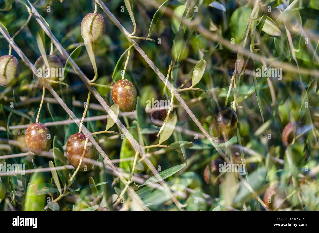 Detail of an olive tree branch with ripe fruits Stock Photo - Alamy