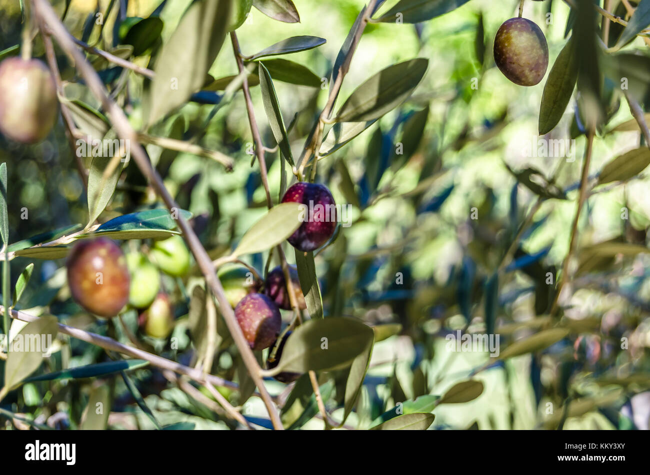Detail of an olive tree branch with ripe fruits Stock Photo - Alamy