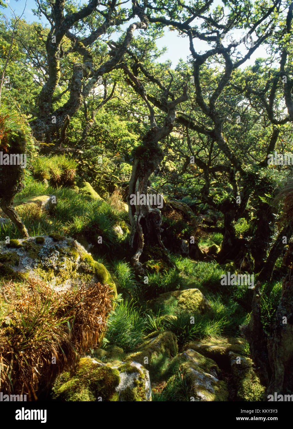 Wistman's Wood, Dartmoor, Devon, UK one of the best examples in