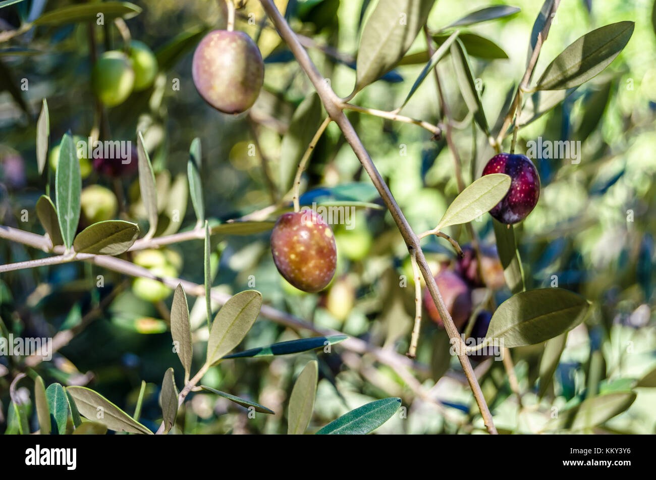 Detail of an olive tree branch with ripe fruits Stock Photo - Alamy