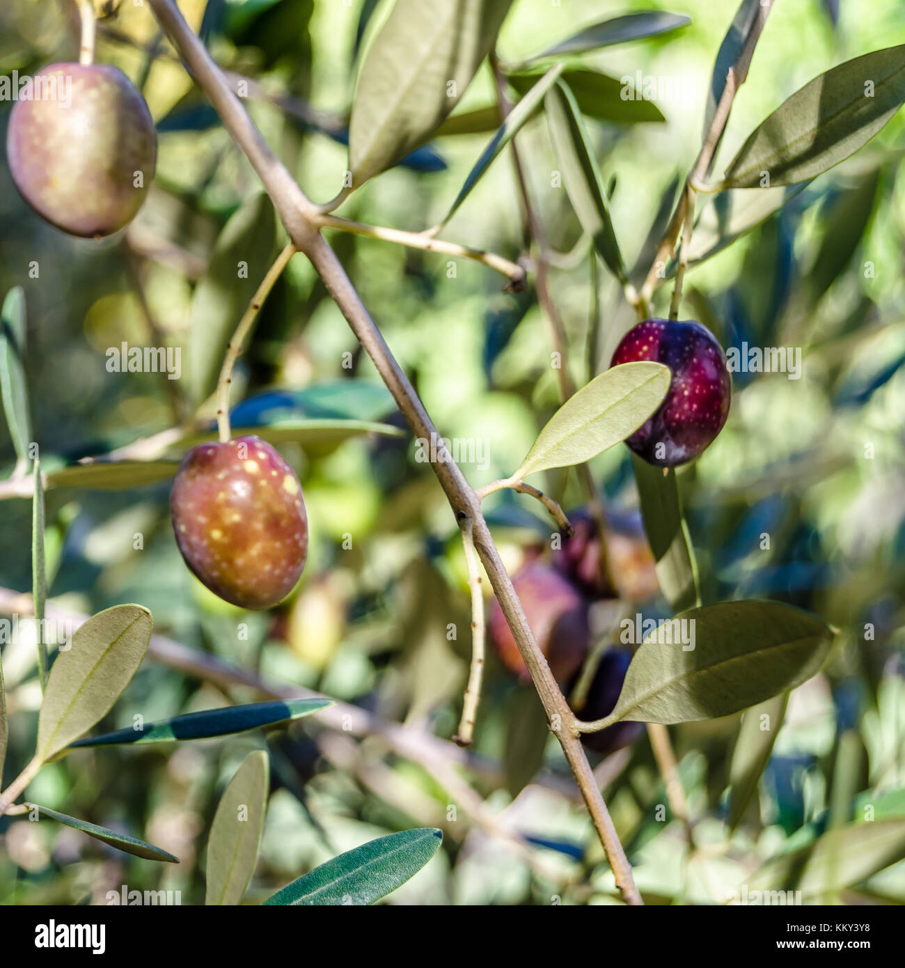 Detail of an olive tree branch with ripe fruits Stock Photo - Alamy