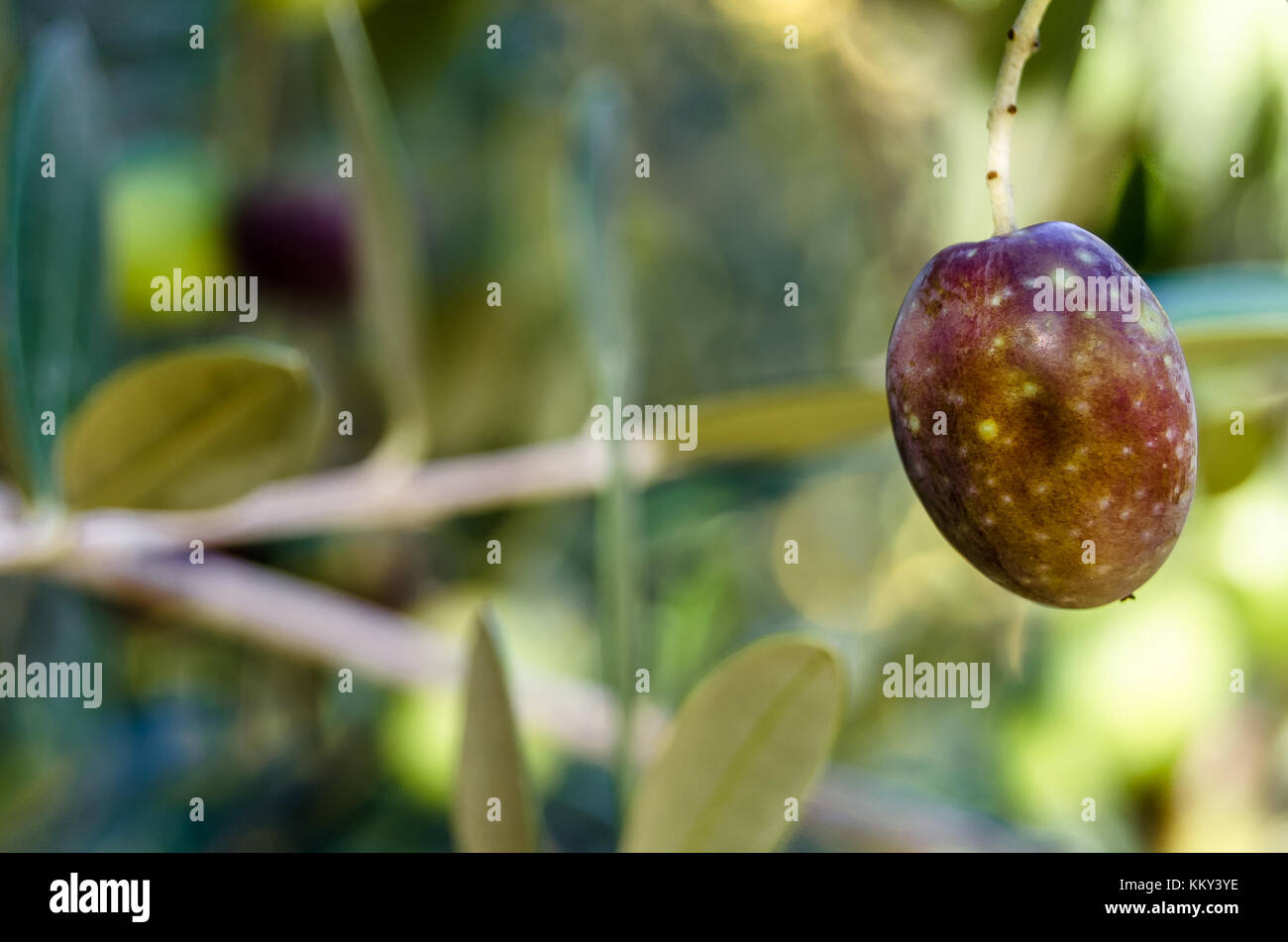 Detail of an olive tree branch with ripe fruits Stock Photo - Alamy