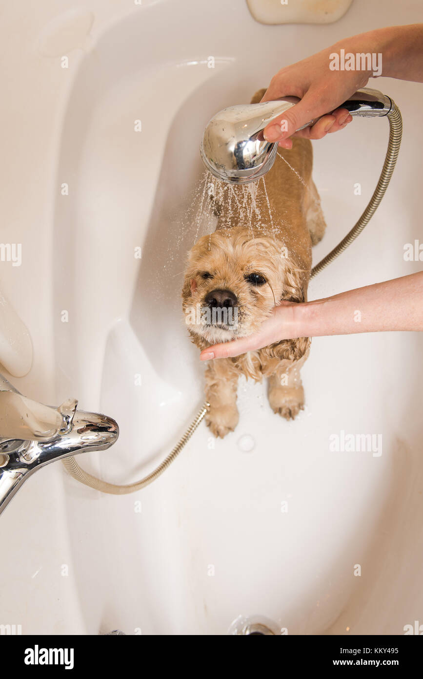 American cocker spaniel at grooming salon having bath. View from above