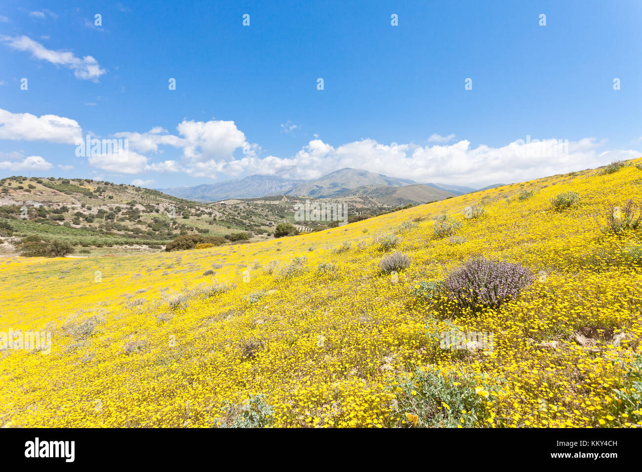 Crete - Greece - Sea of blossoms at Agia Galini, Europe Stock Photo