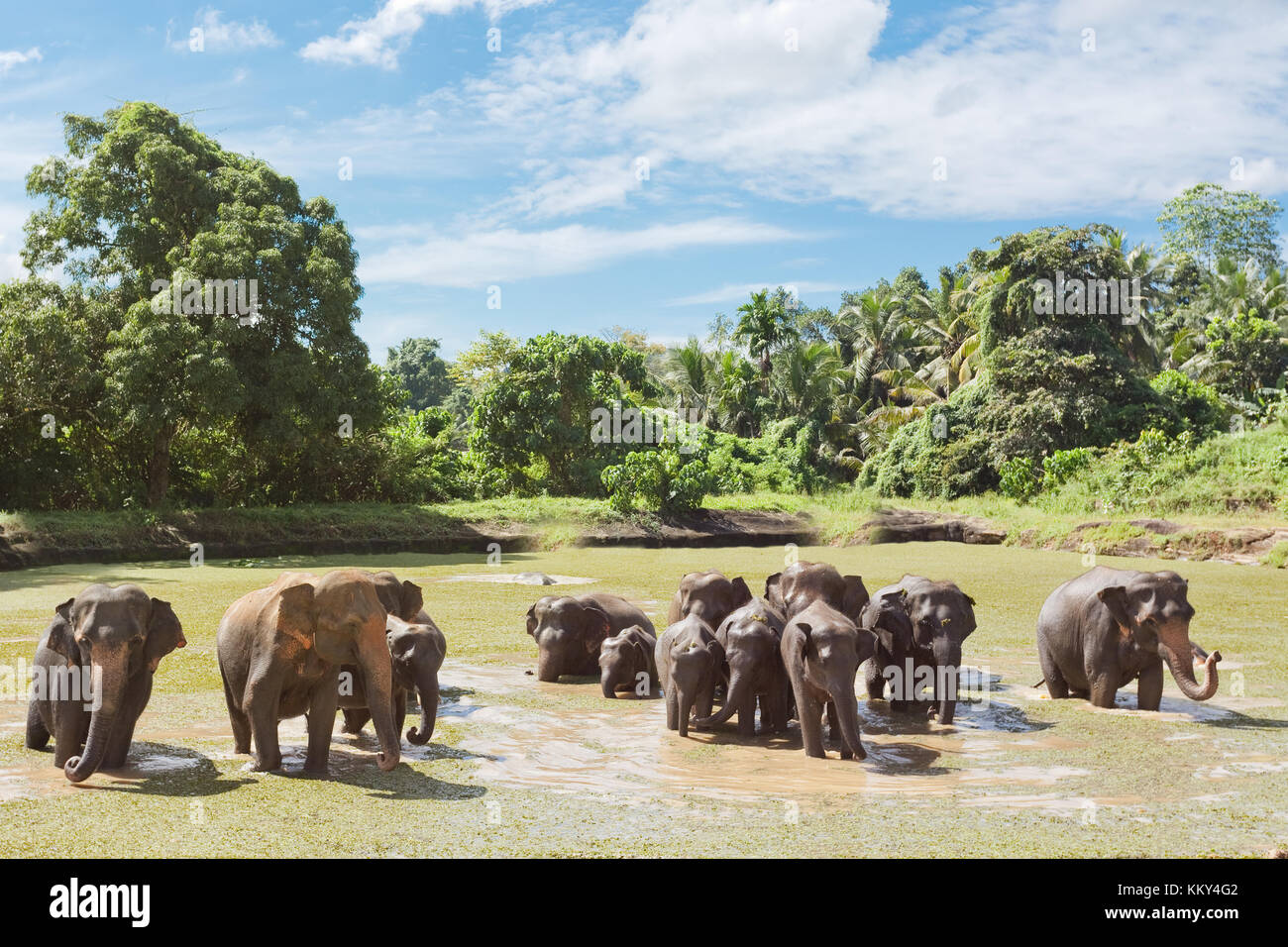 Elephant family at Maha Oya - Sri Lanka, Asia Stock Photo
