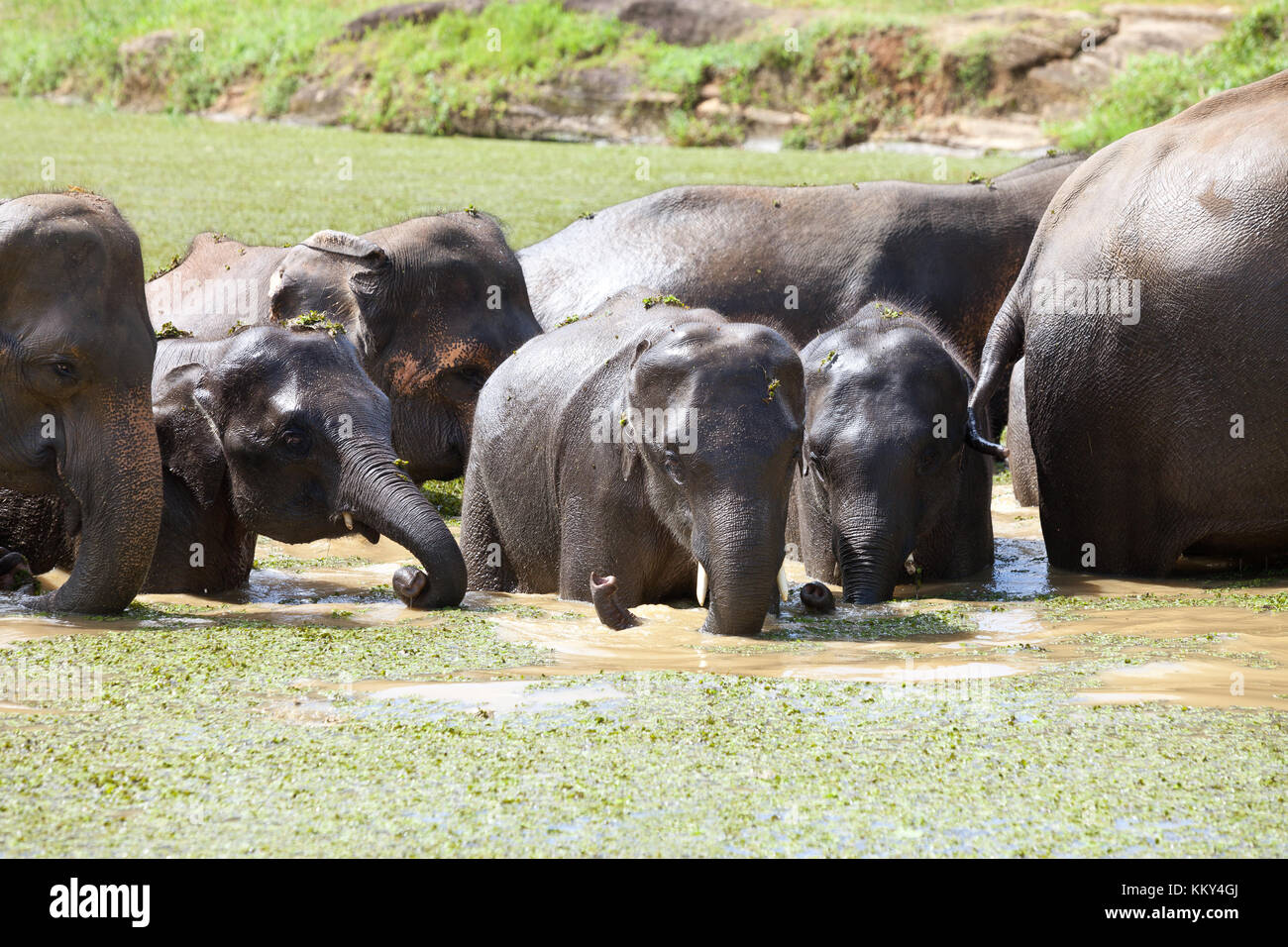 Elephant babys - Sri Lanka, Asia Stock Photo