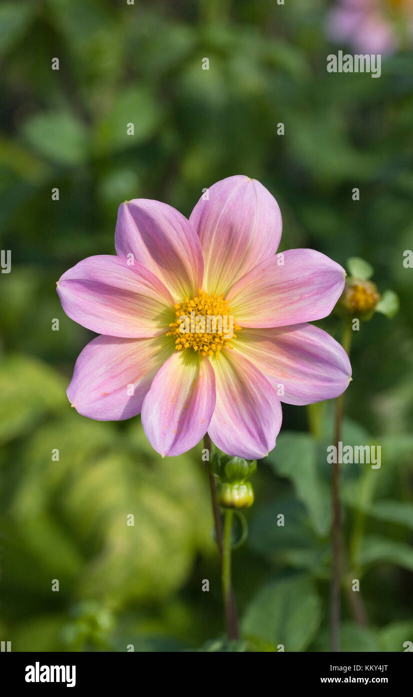 Dahlia 'Rachel de Thame' flower. Stock Photo