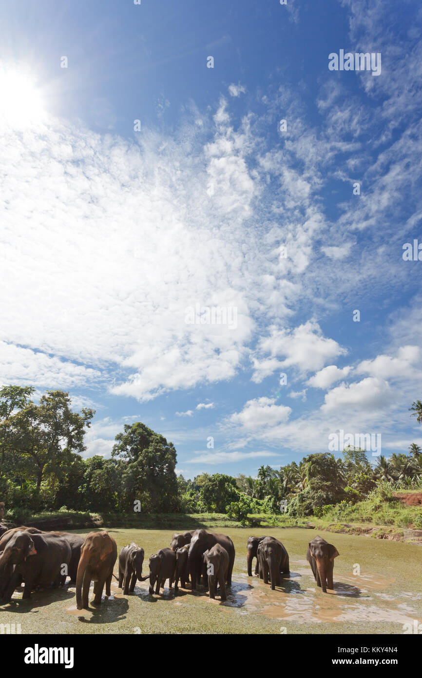 Elephants at Maha Oya - Sri Lanka, Asia Stock Photo
