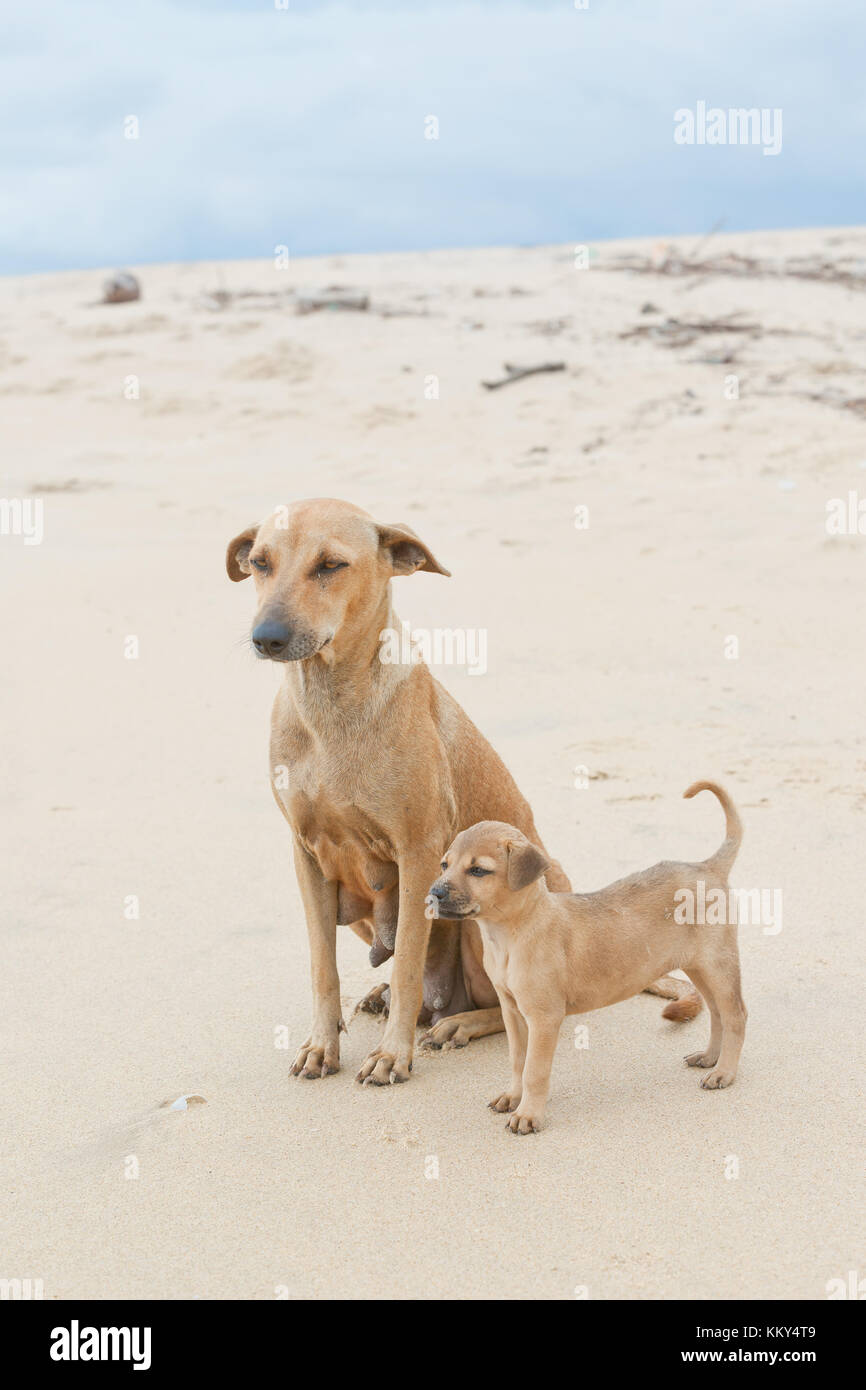 Sri lanka family portrait hi-res stock photography and images - Alamy