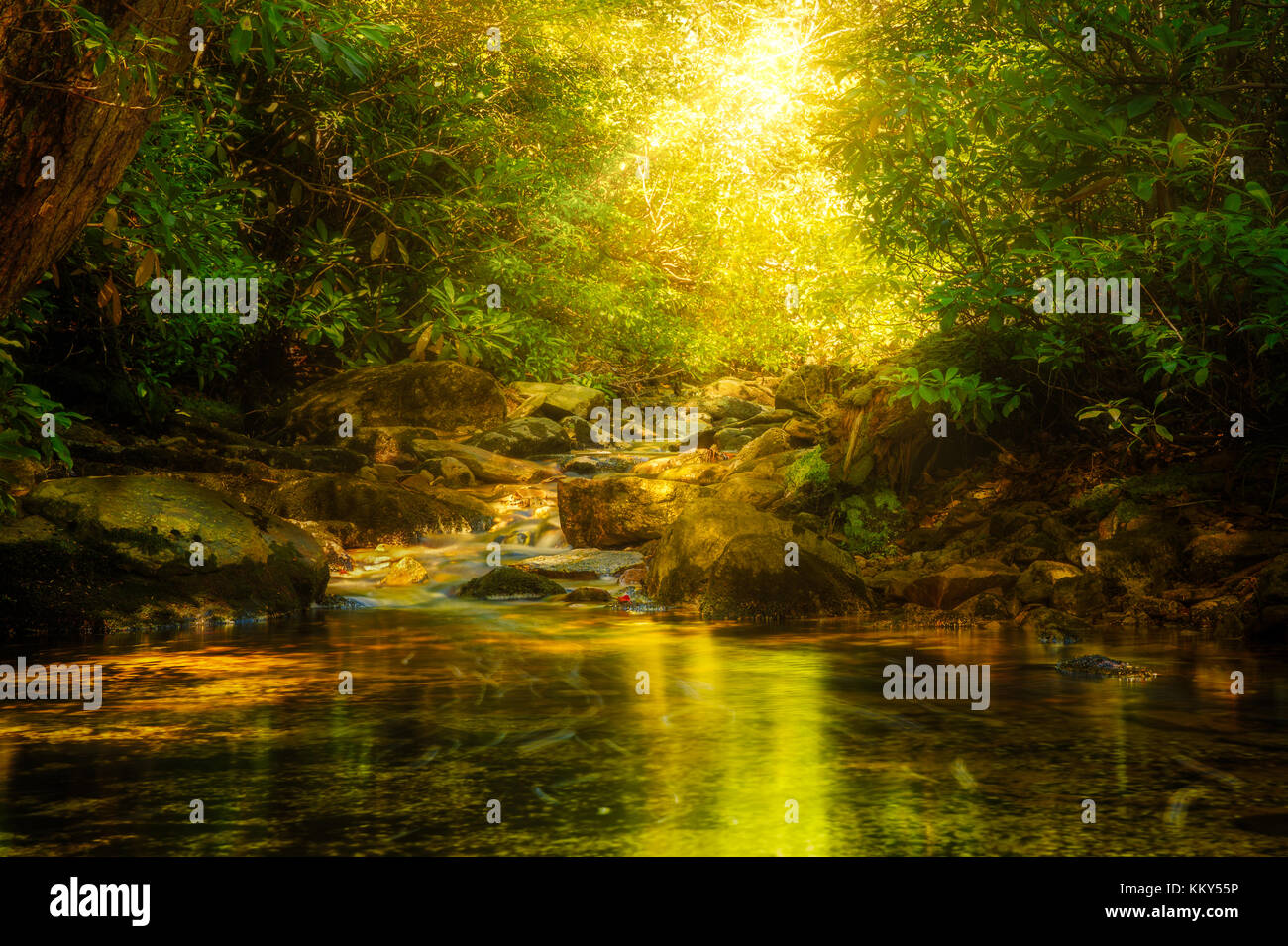Sun rays burst through forest foliage along Verkeerder Kill in Minnewaska reserve, Upstate New York Stock Photo