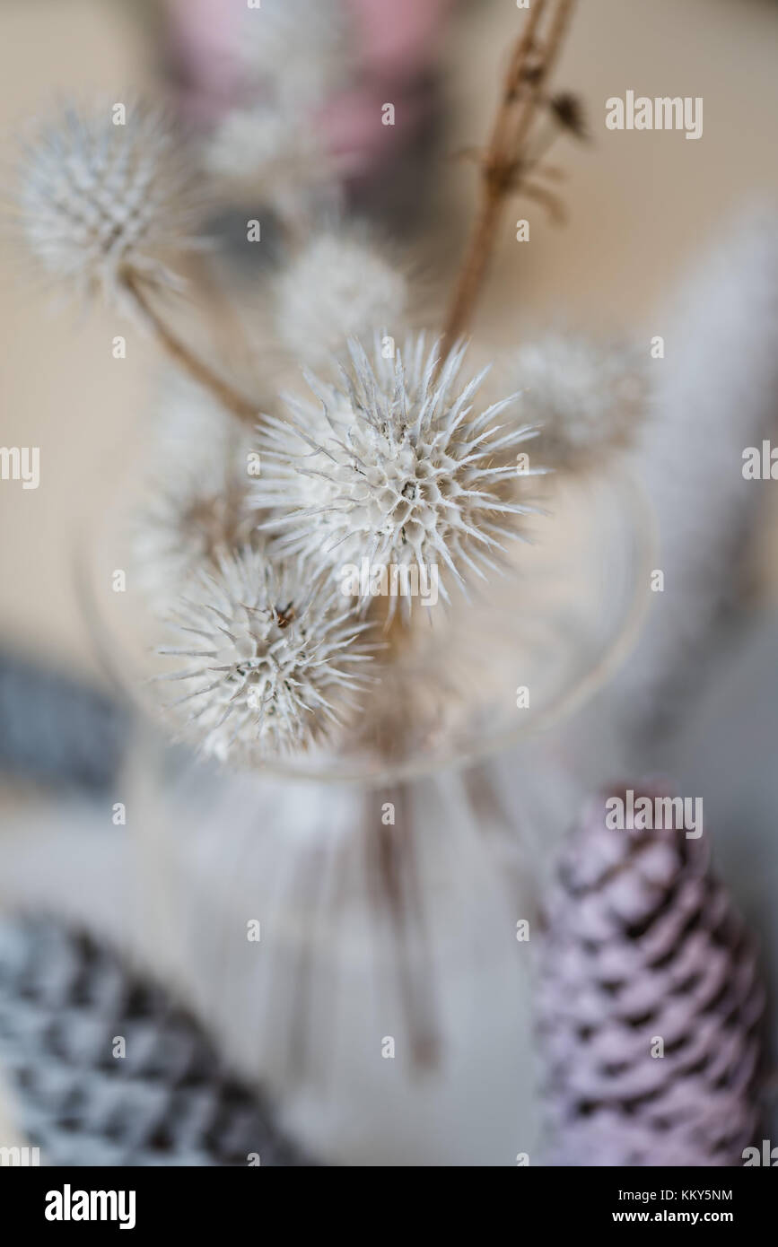 autumnal decoration, cones, thistles, pastel colours, detail, blur, Stock Photo