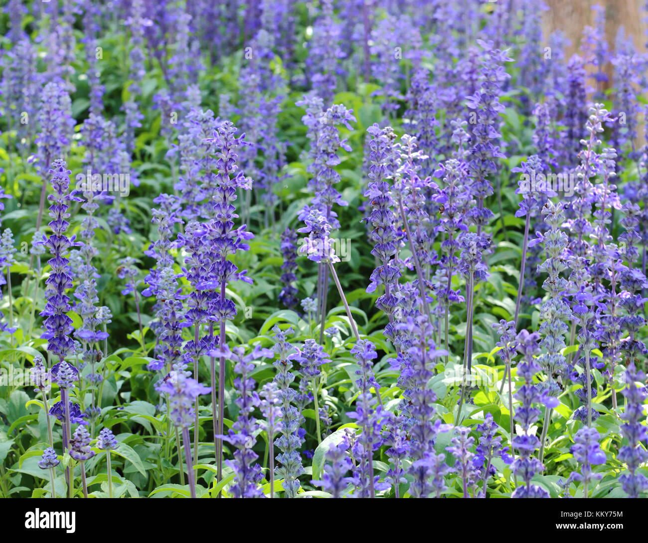 Purple Flower Of Forget Me Not In Sunny Day At The Garden Stock Photo Alamy