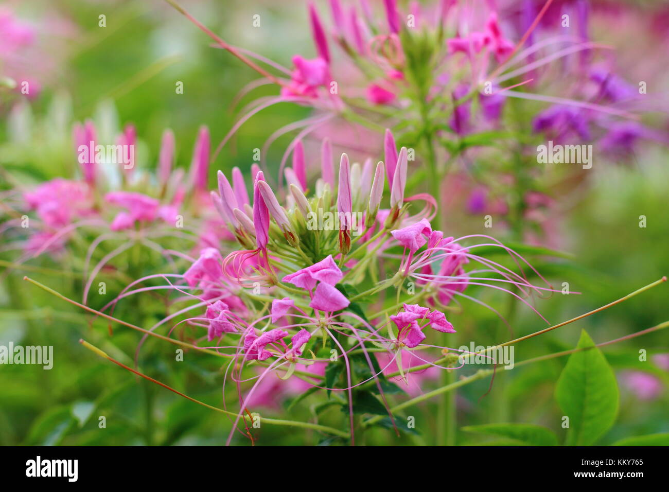 Colorful of Spider flower in the flowerbed at my garden. Close up of Cleome hassleriana flower. Stock Photo