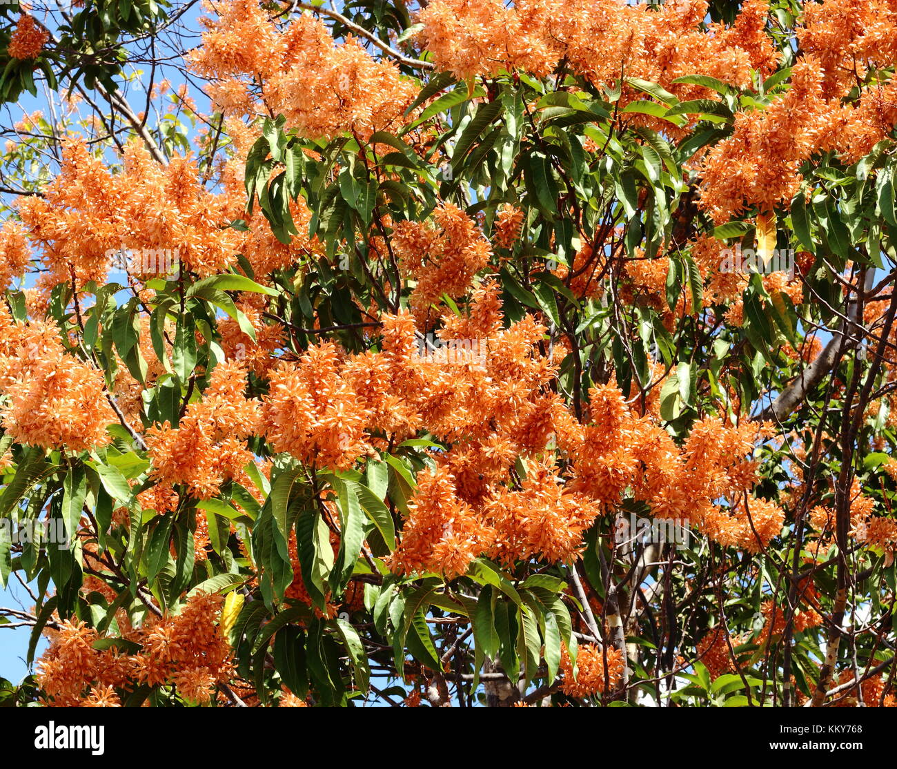 Orange flower of Palozantos or Long John Ant Tree on branch in the garden at public park. Stock Photo