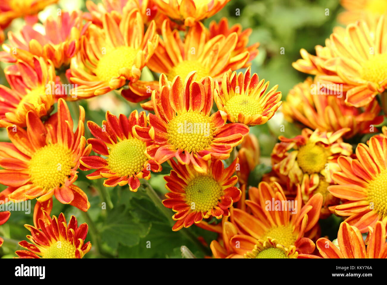 Colorful of Chrysanthemum flowers at the garden Stock Photo Alamy