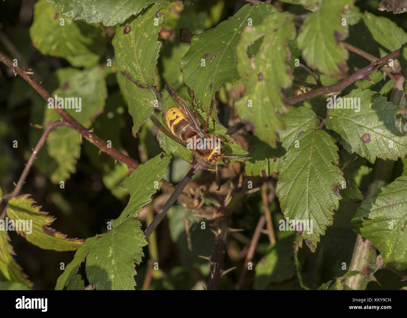 Worker Hornet sunning itself on bramble leaf in October, South Devon. Stock Photo