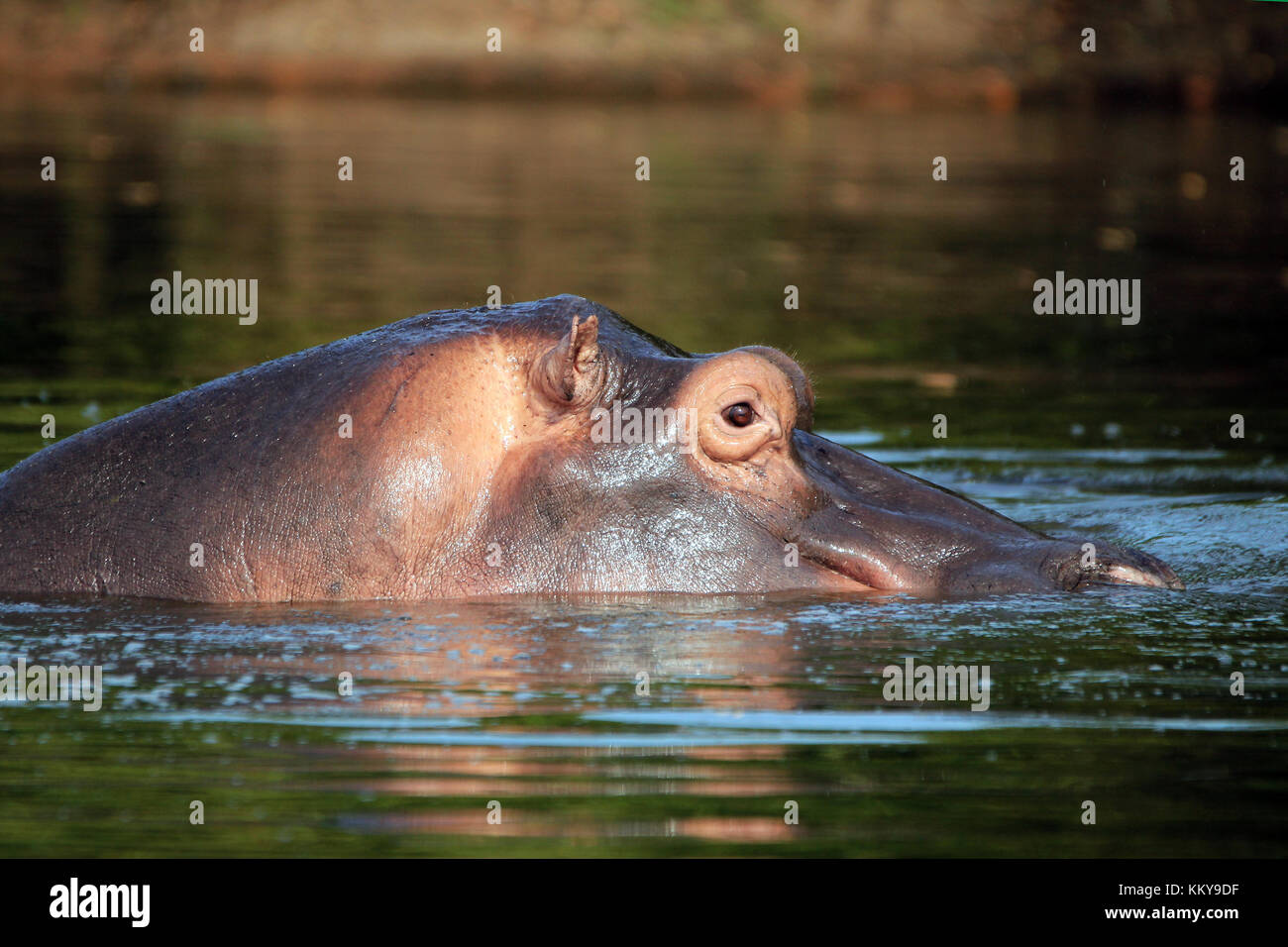 Hippopotamus (Hippopotamus Amphibius) in the Water, looking over the Surface. Lake Mburo, Uganda Stock Photo