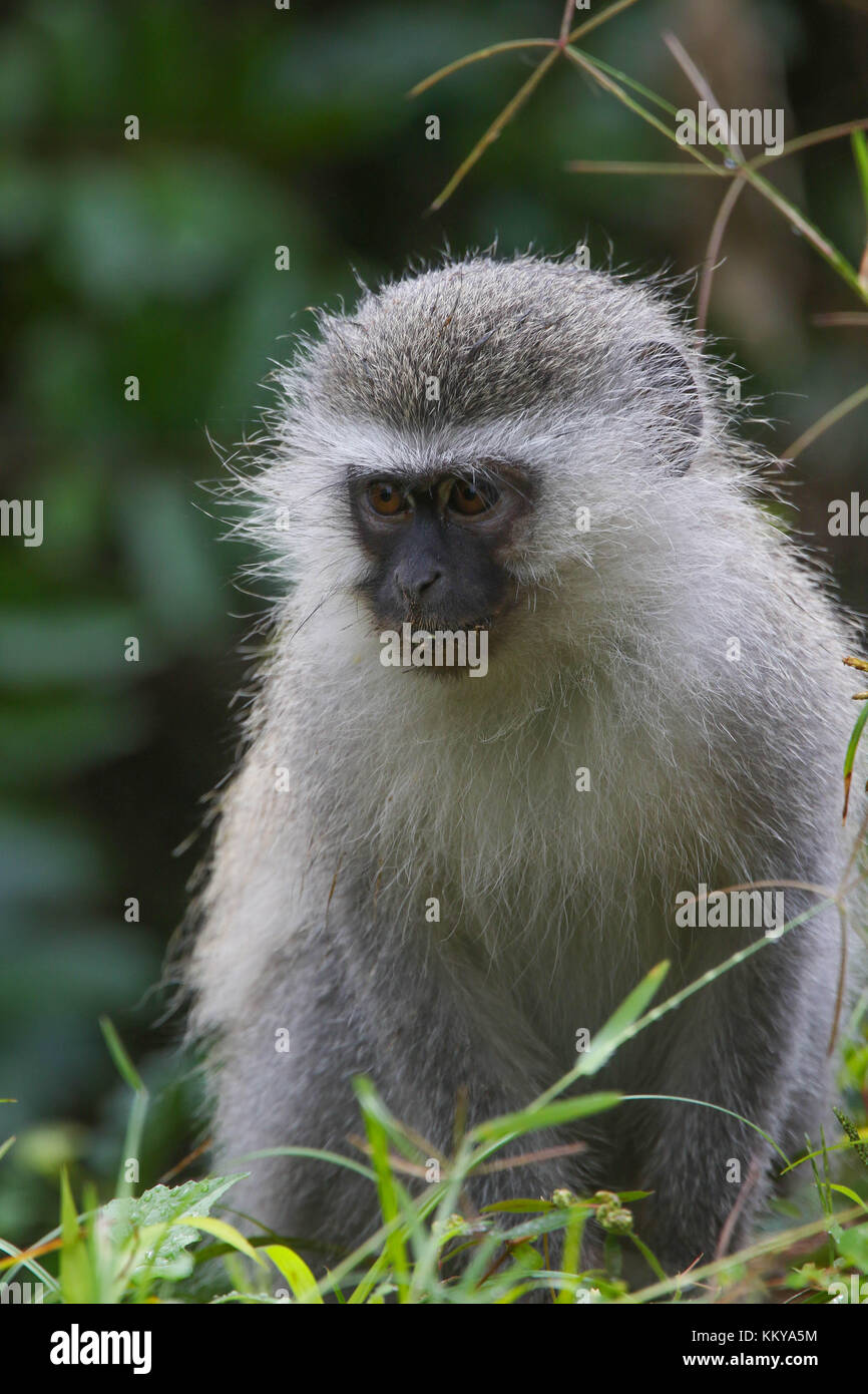 A Vervet Monkey. South Africa Stock Photo