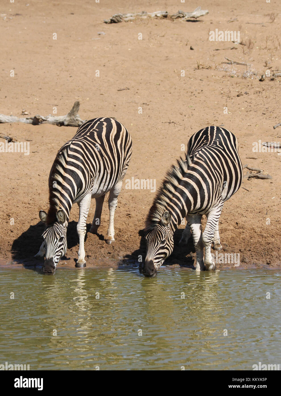 Zebras at the watering hole in Mkuze Game Reserve, South Africa Stock Photo