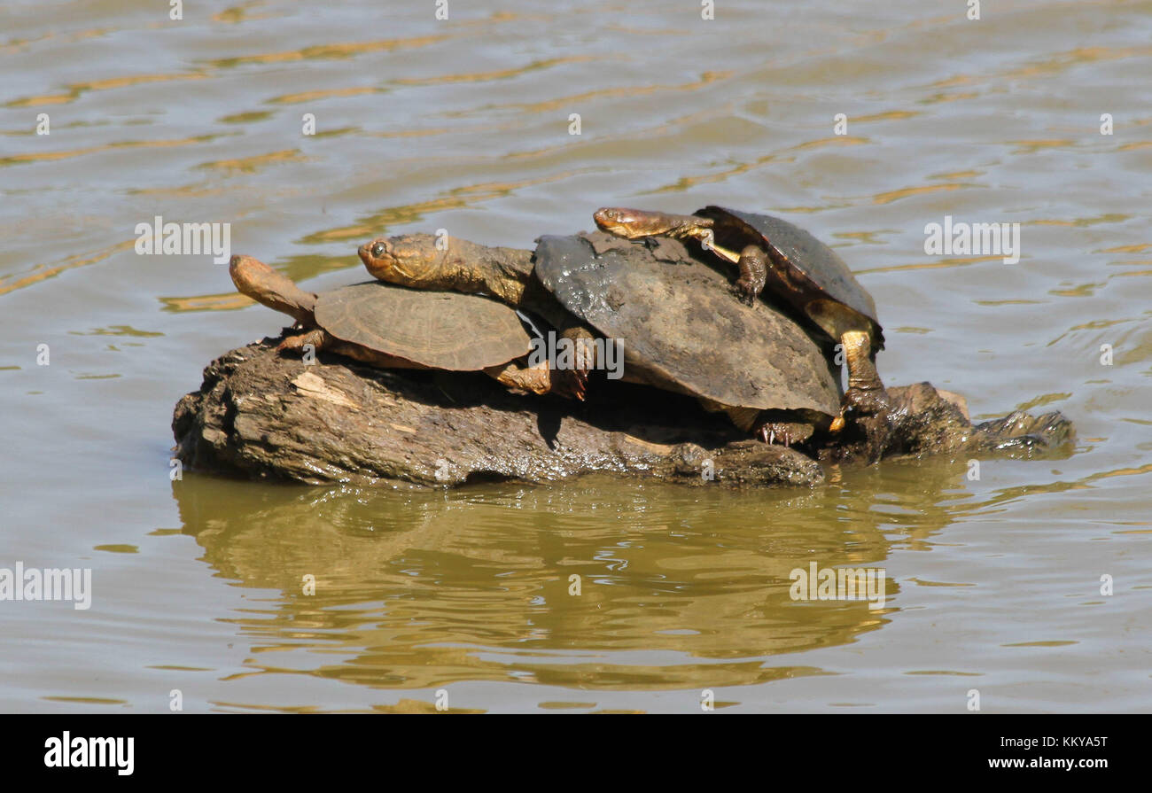 Serrated Terrapins. Mkuze Game Reserve, South Africa Stock Photo