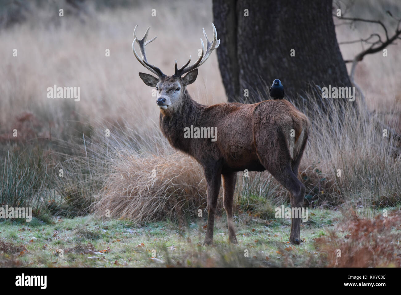 Red deer stag with jackdaw sitting on him on a frosty early morning in Richmond Park, London Stock Photo