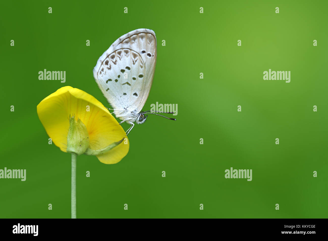 Butterfly Zizina otis indica/Lesser Grass Blue sits on the yellow flower (Arachis pintoi), isolated green background Stock Photo