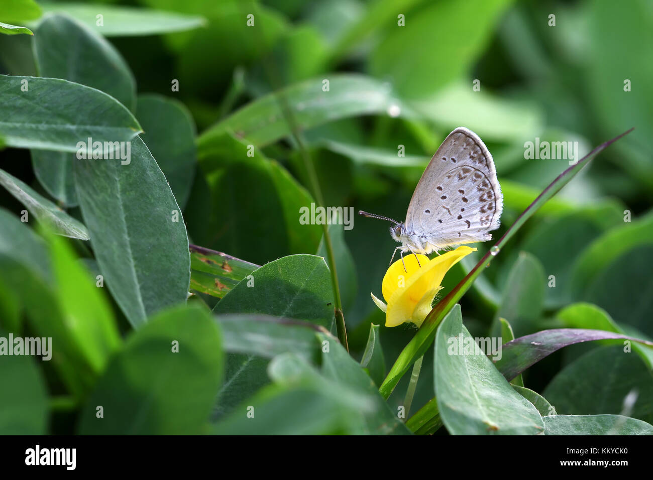 Butterfly Zizina otis indica/Lesser Grass Blue sits on the yellow flower (Arachis pintoi) Stock Photo