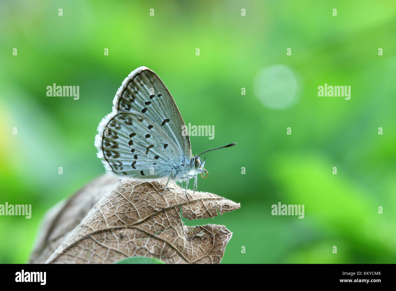Butterfly Zizina otis indica/Lesser Grass Blue sits on the brown dry leaf with green background Stock Photo