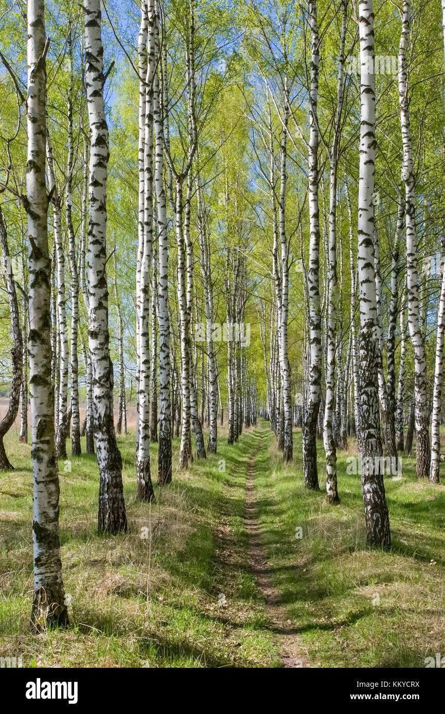 Birch forest russia hi-res stock photography and images - Alamy
