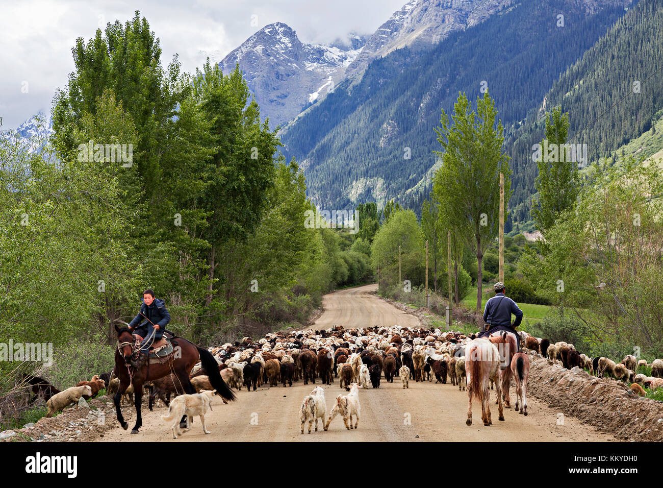 Kyrgyz herders getting their sheep and goats to high plateaus through the road in the Barskaun Gorge, Kyrgyzstan Stock Photo
