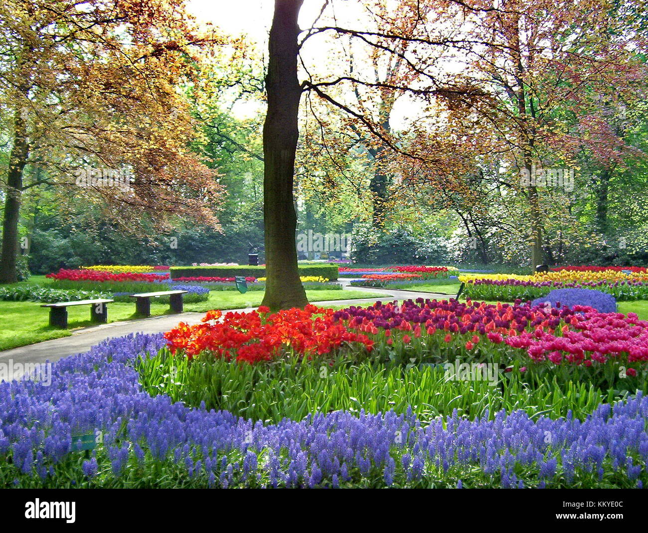 Spring Flowers in a park Stock Photo - Alamy