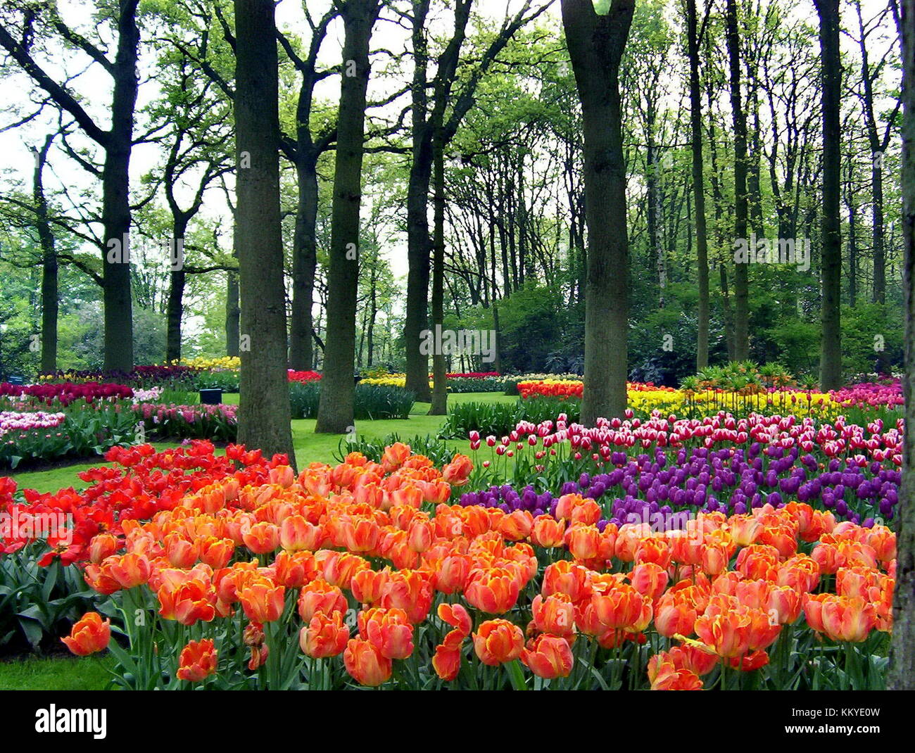 Spring Flowers in a park Stock Photo - Alamy