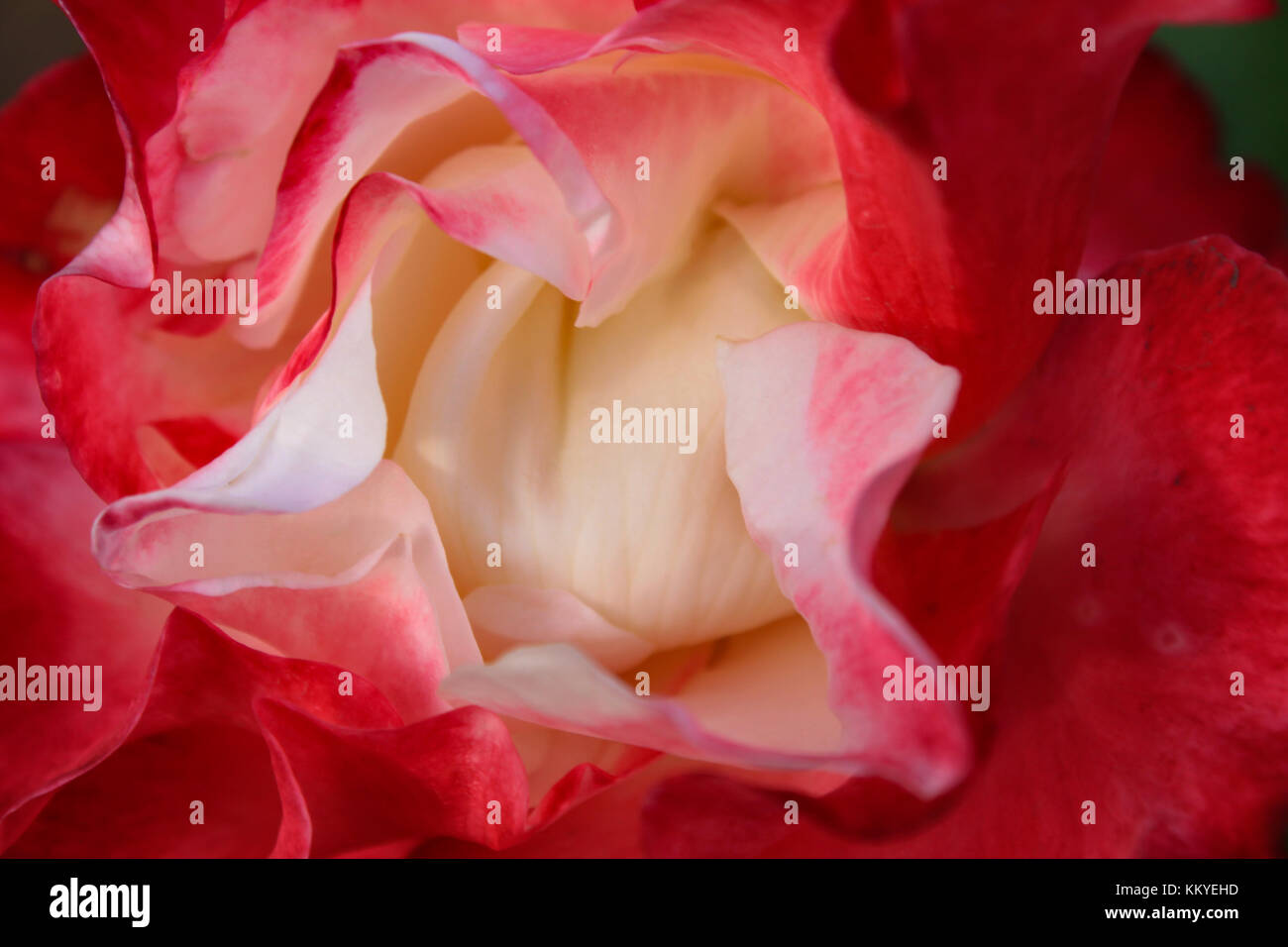 Closeup of center of rose that is intensely red on outside and white on inside Stock Photo