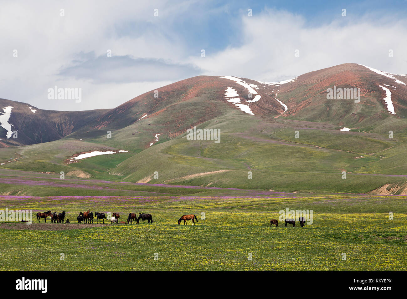 Horses in the Assy Plateau in Kazakhstan. Stock Photo