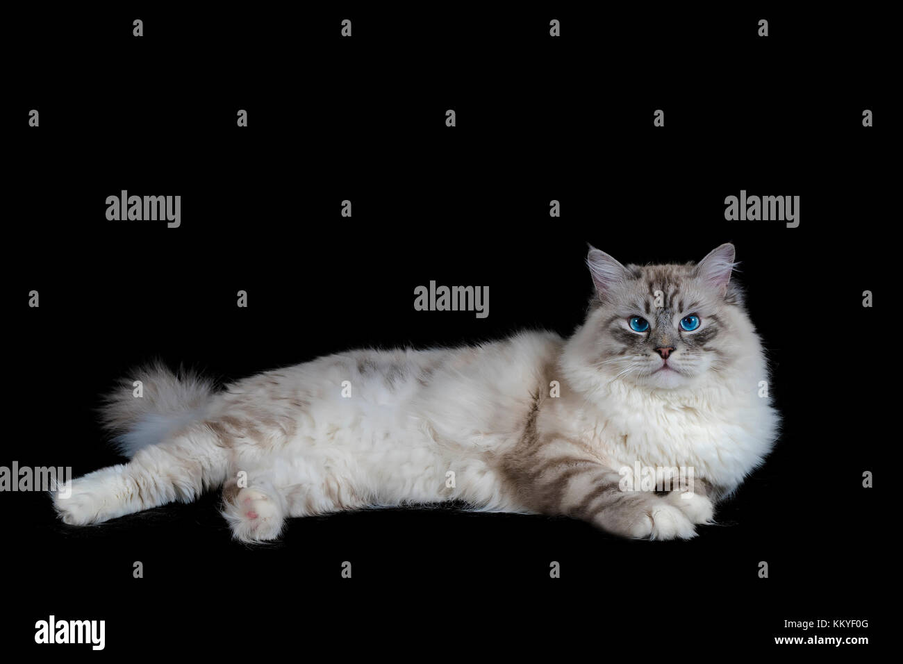fluffy blue eyed cat