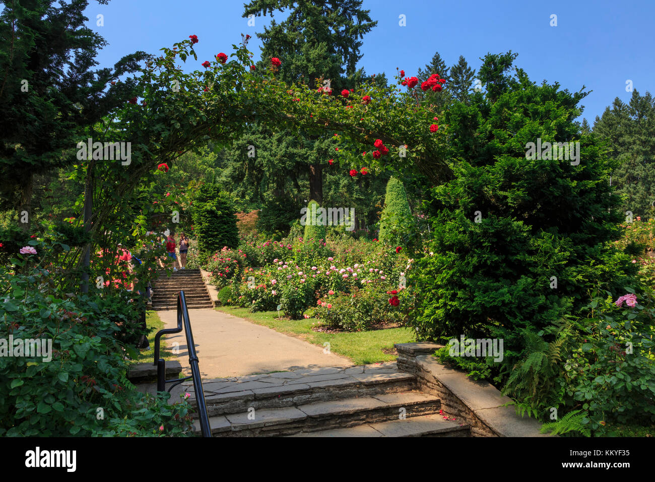 International Rose Test Garden, Portland, Oregon, USA Stock Photo